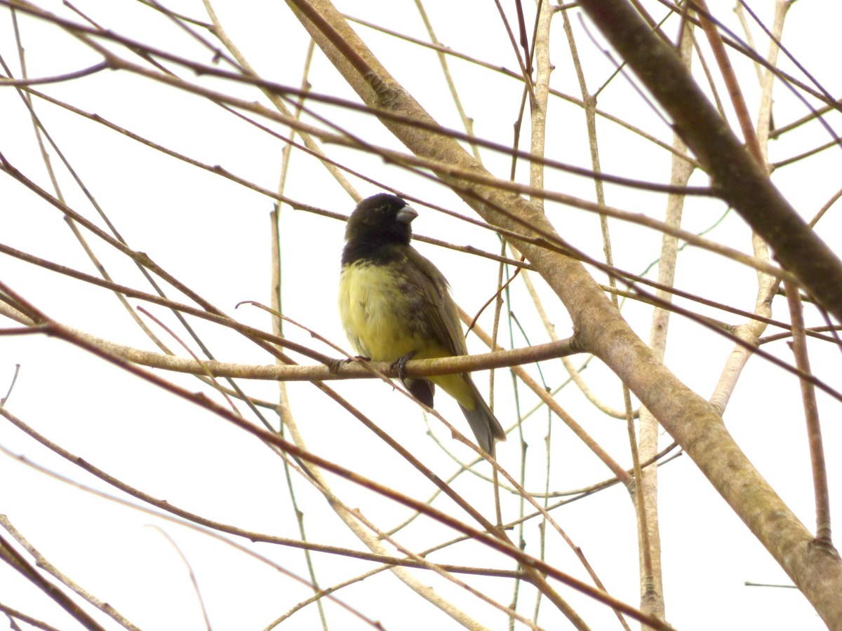 Yellow-bellied Seedeater - ML645721671