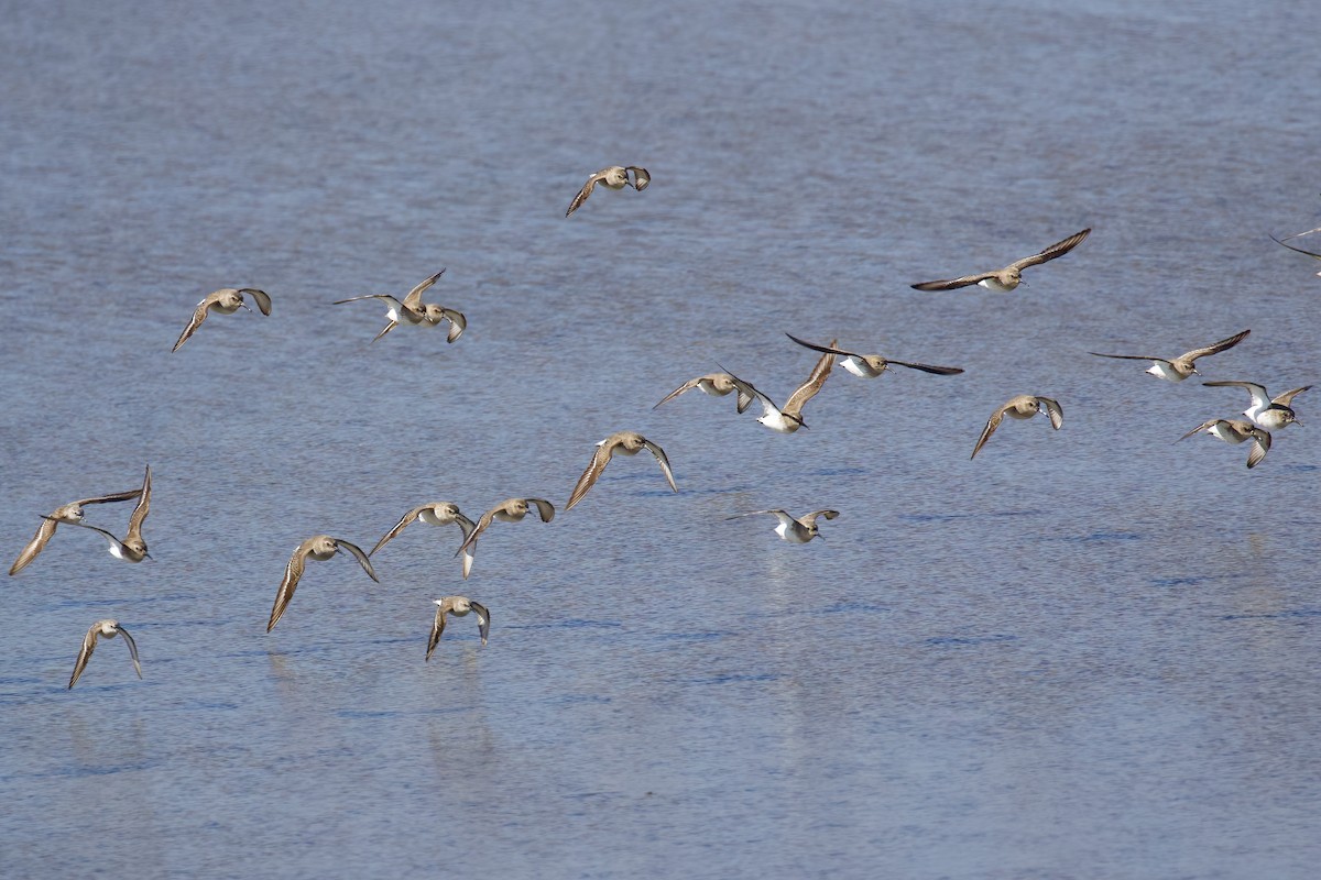 Dunlin - ML645721672