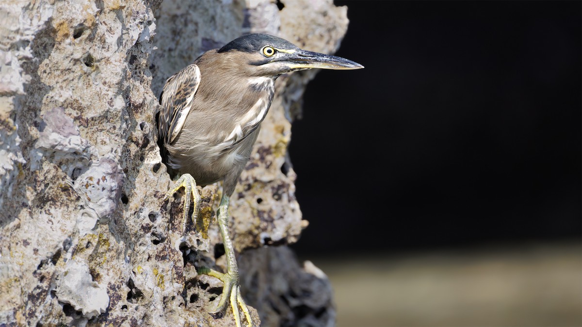 Little Heron - ML645721673
