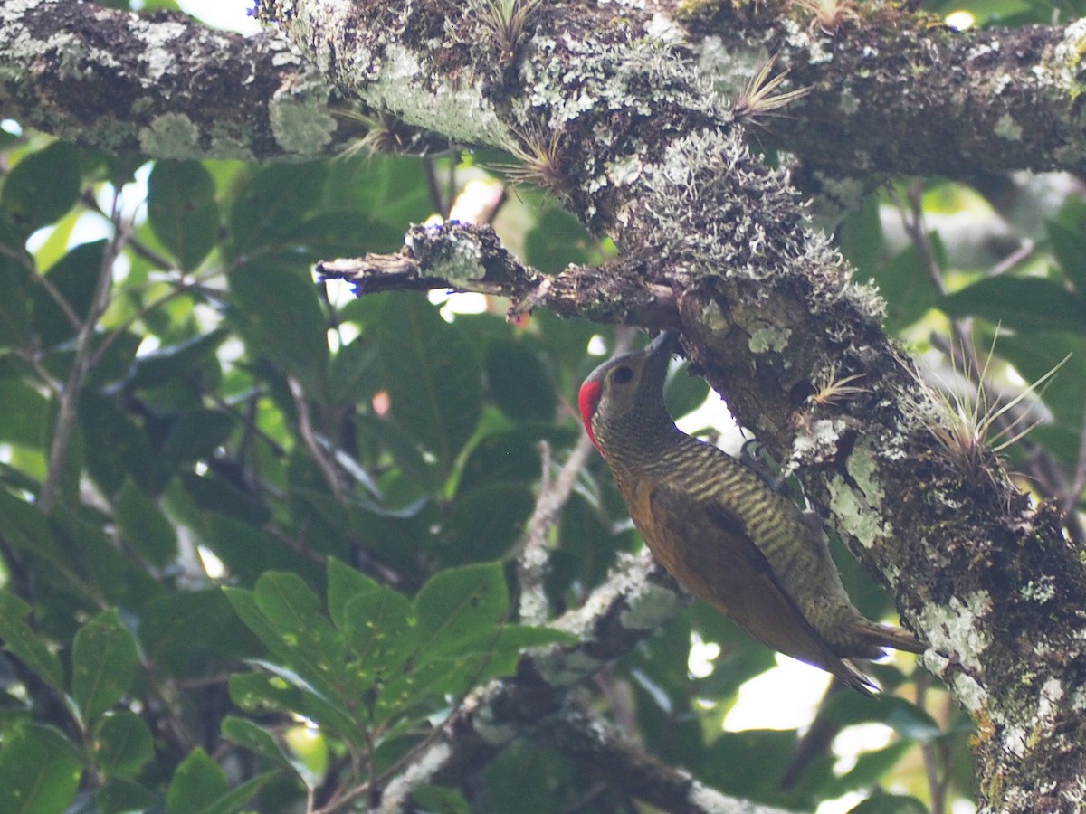 Golden-olive Woodpecker - ML645721683