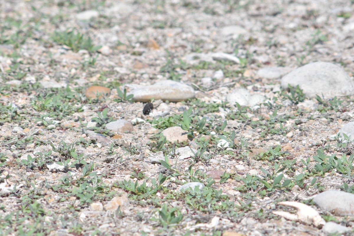 Flötenregenpfeifer - ML645721693