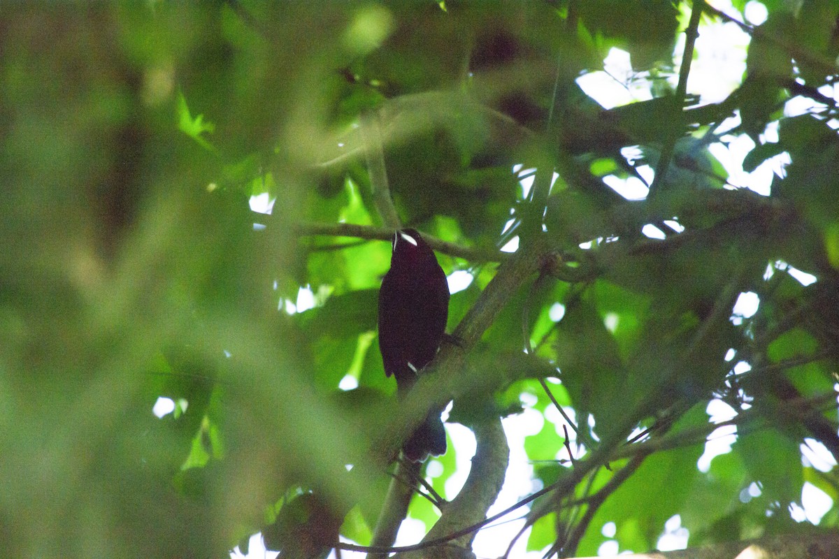 Silver-beaked Tanager - ML645721698