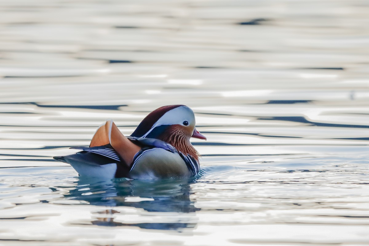 Mandarin Ördeği - ML645721722