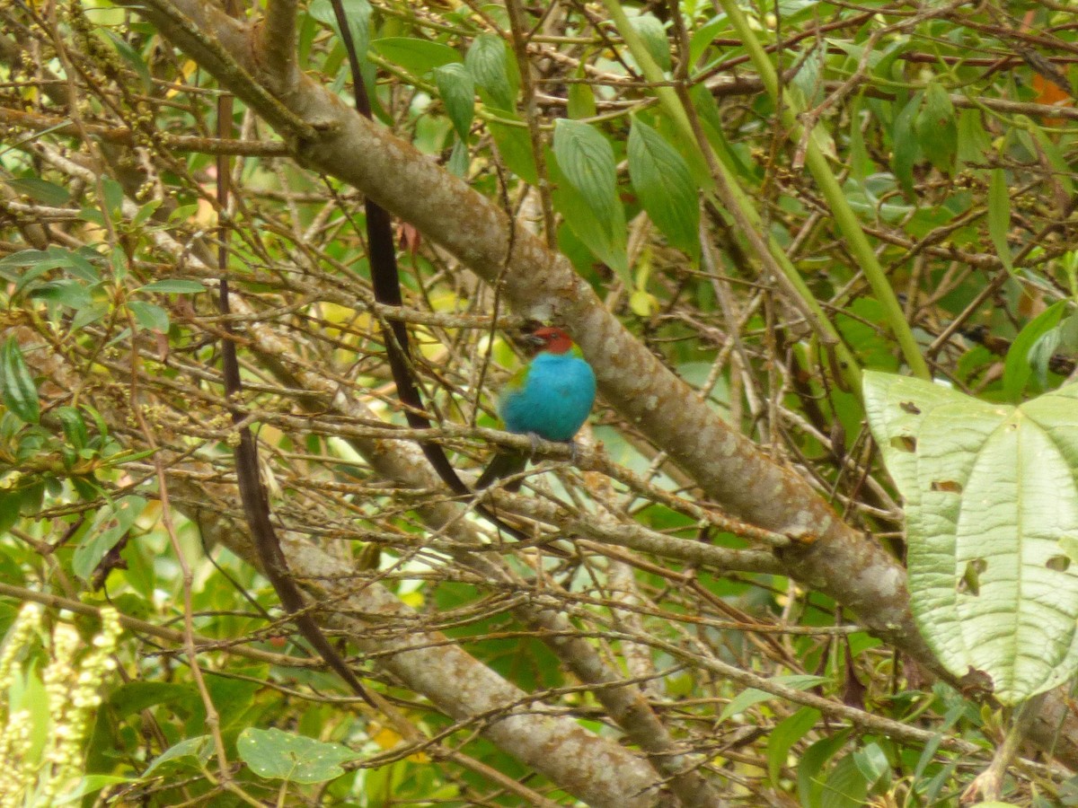 Tangara Cabecibaya - ML645721727