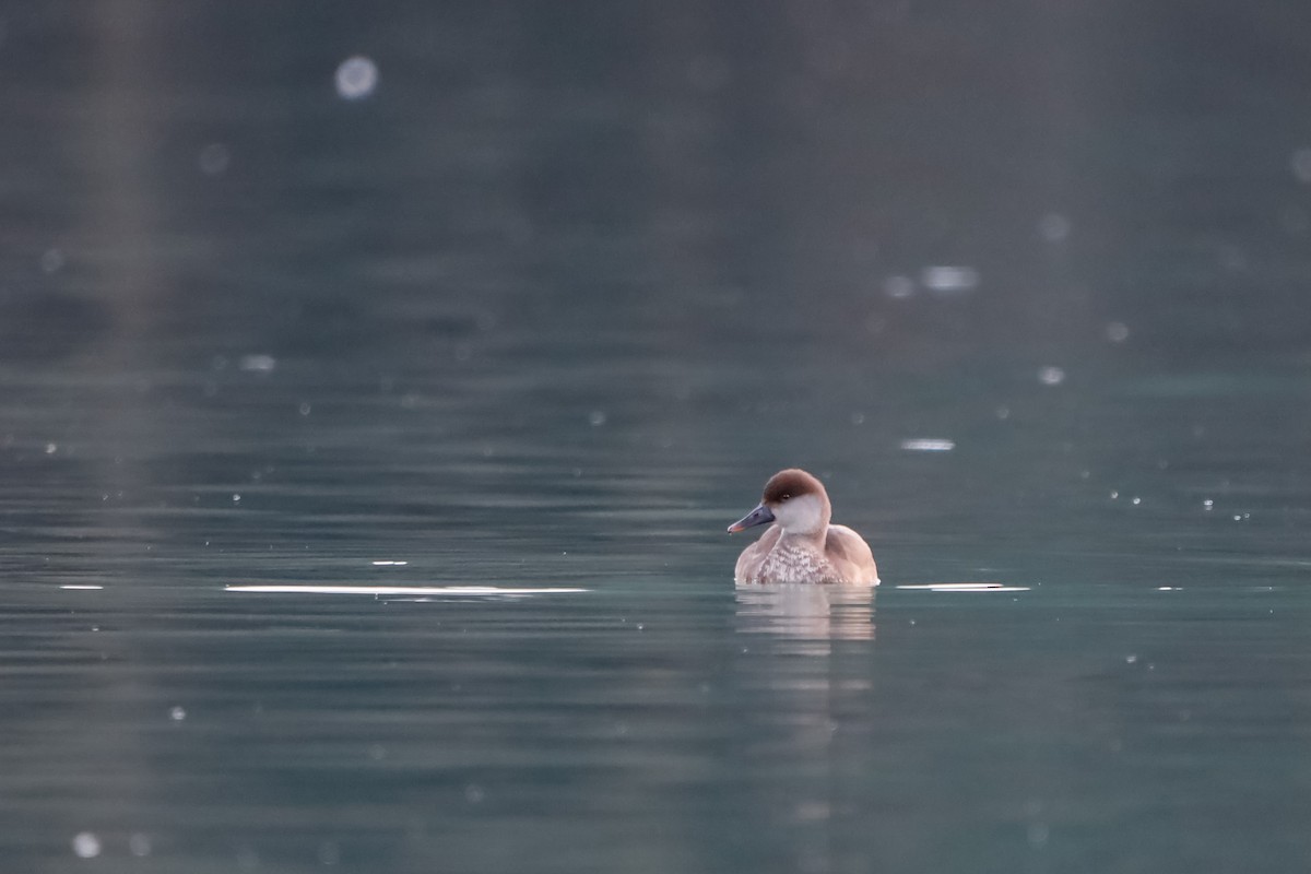 Red-crested Pochard - ML645721729