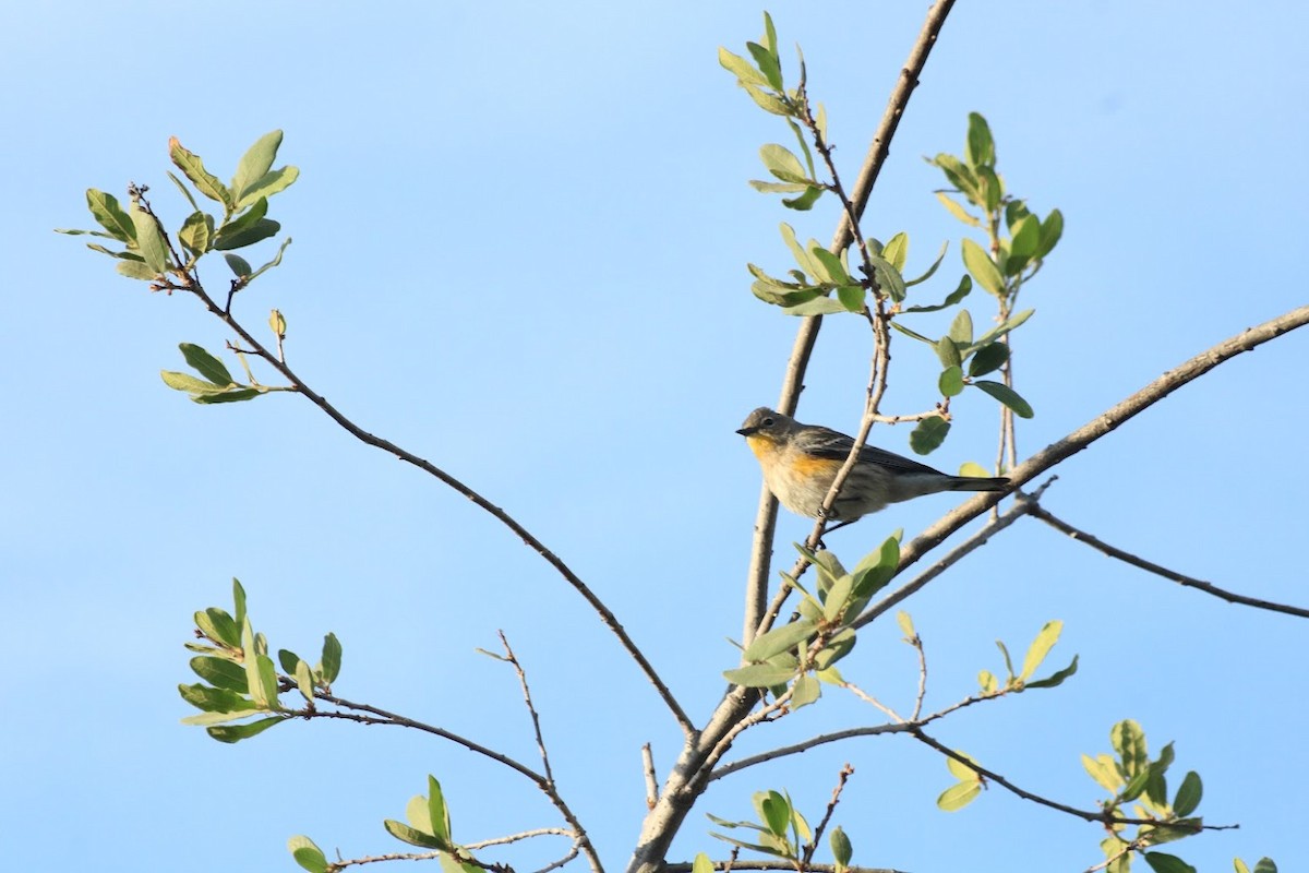 Yellow-rumped Warbler - ML645721730