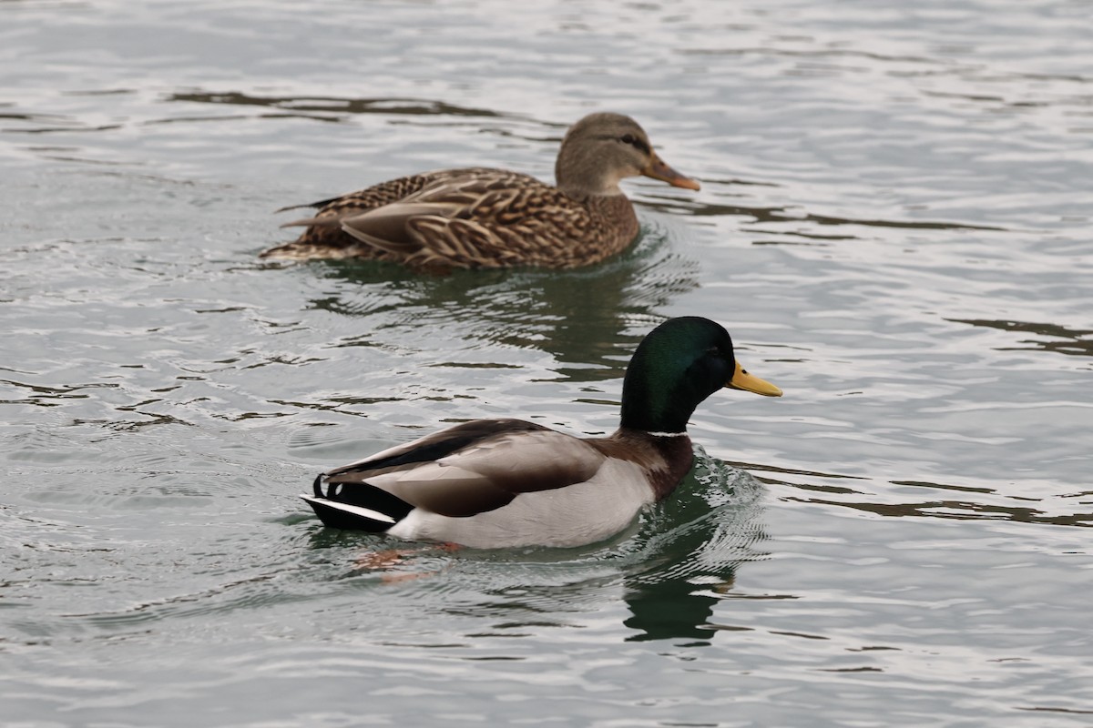 Mallard - ML645721732