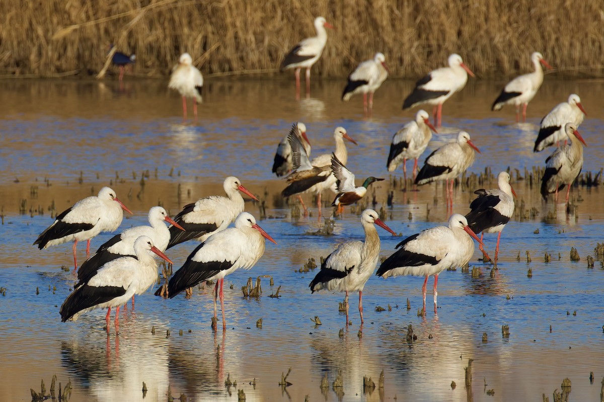White Stork - ML645721746