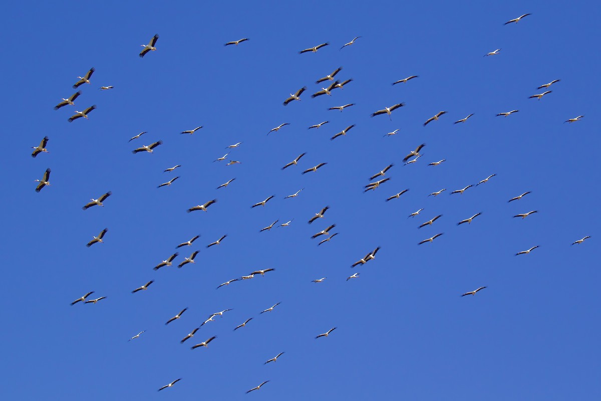 White Stork - ML645721747