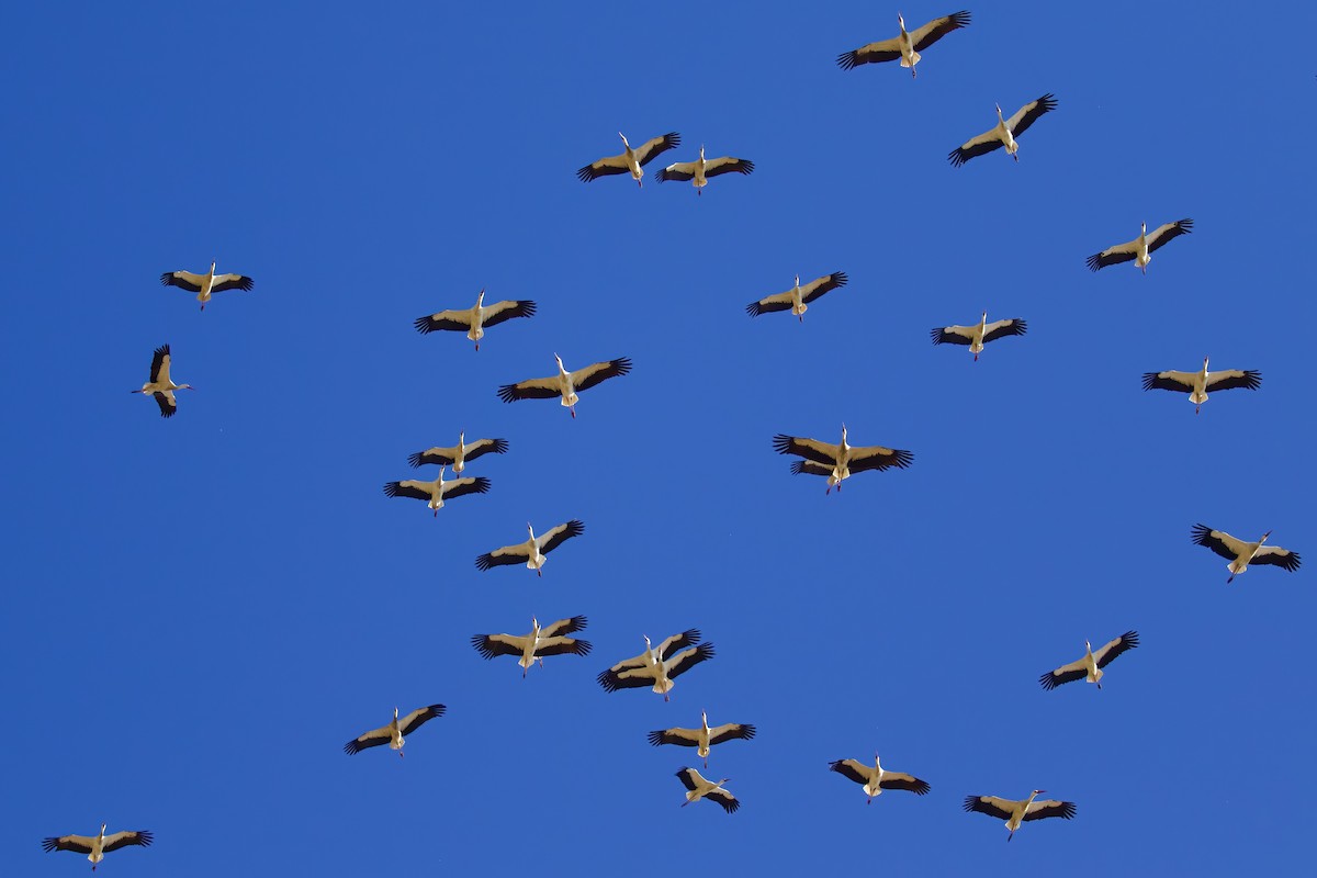 White Stork - ML645721748