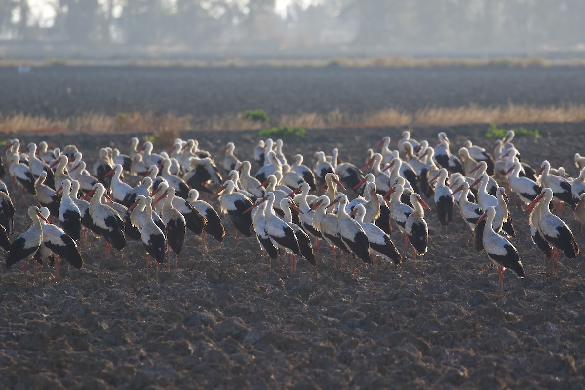 White Stork - ML645721749