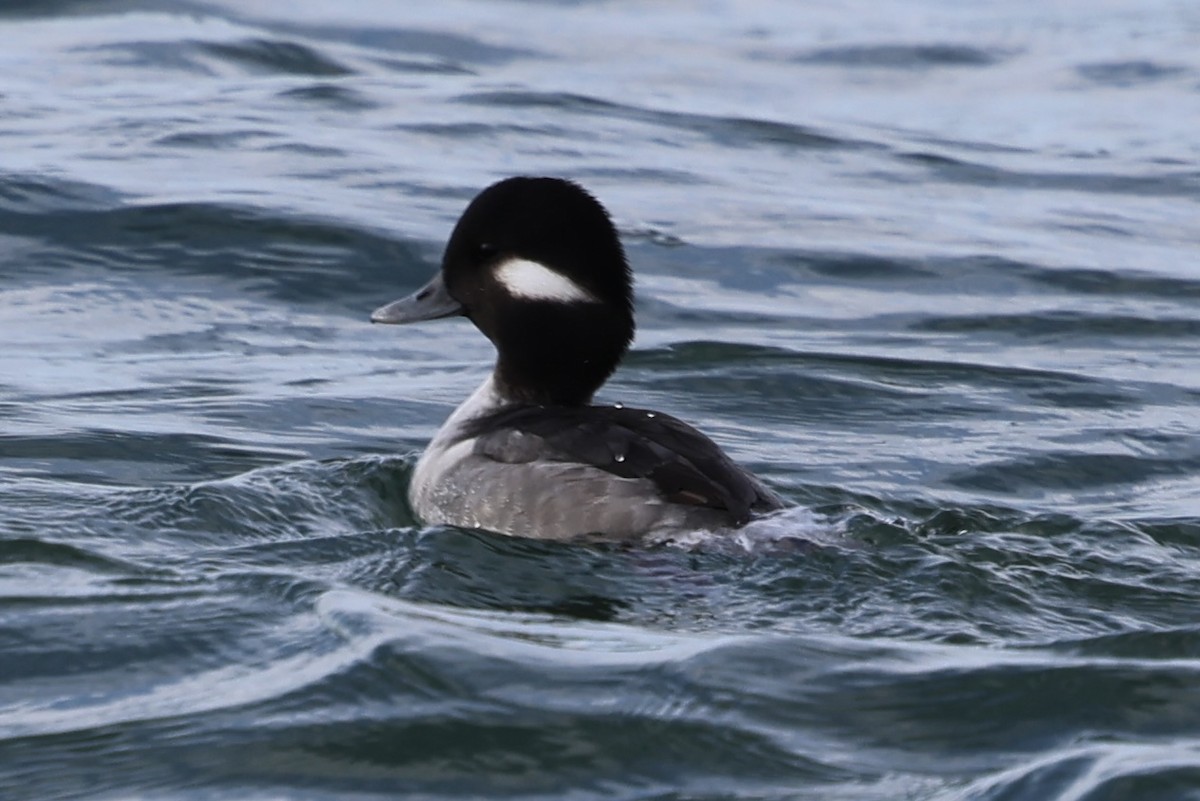 Bufflehead - ML645721750