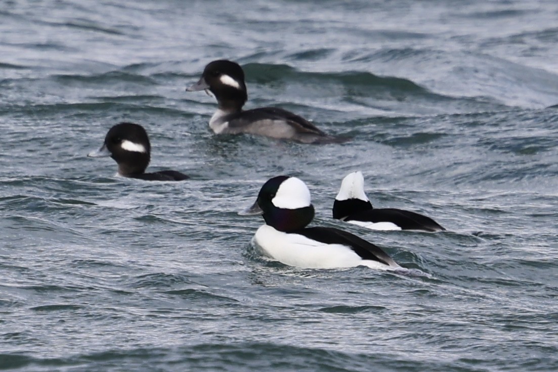 Bufflehead - ML645721751