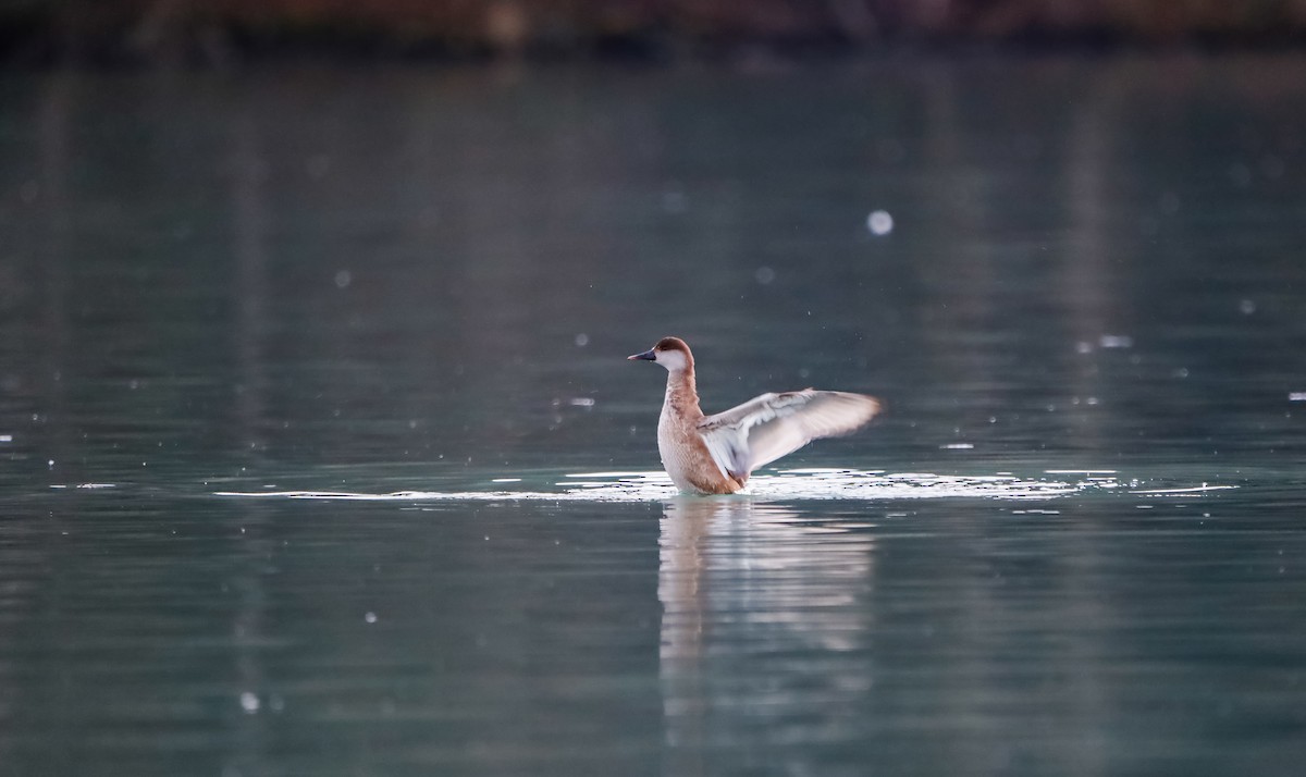 Red-crested Pochard - ML645721752