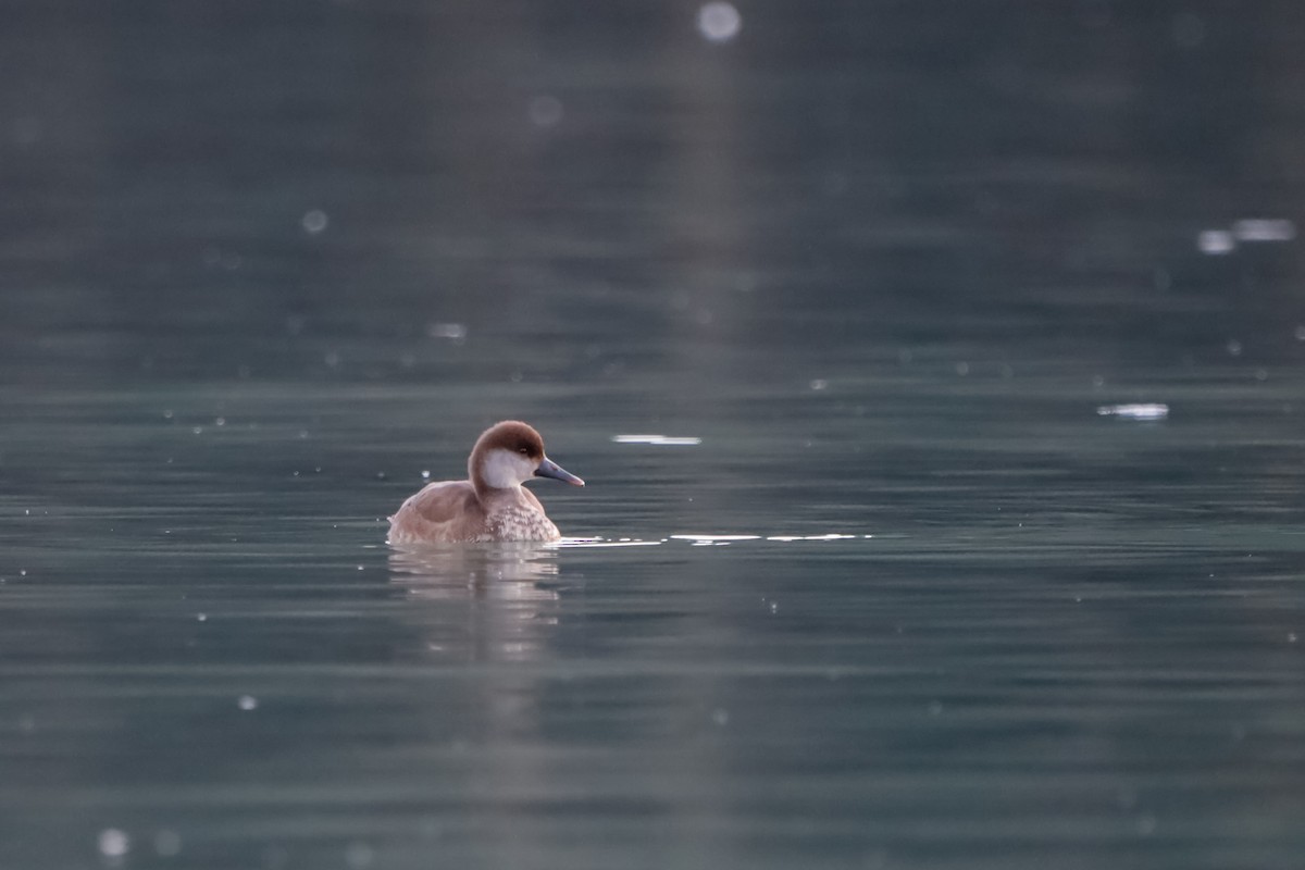 Red-crested Pochard - ML645721753