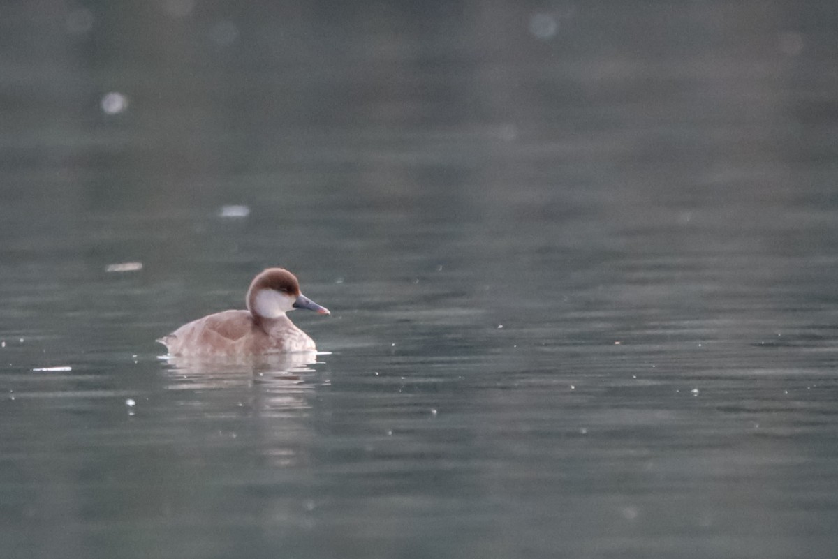 Red-crested Pochard - ML645721754