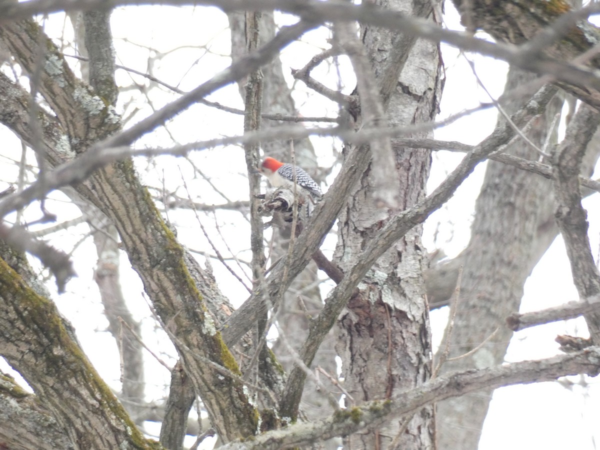 Red-bellied Woodpecker - ML645721757