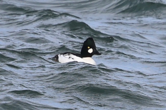 Common Goldeneye - ML645721759