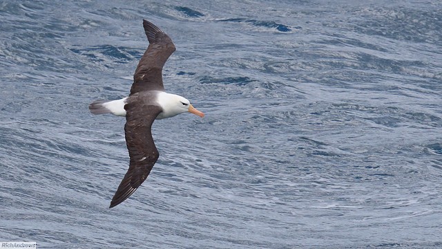 Black-browed Albatross - ML645721760
