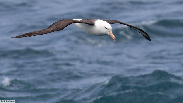 Black-browed Albatross - ML645721761