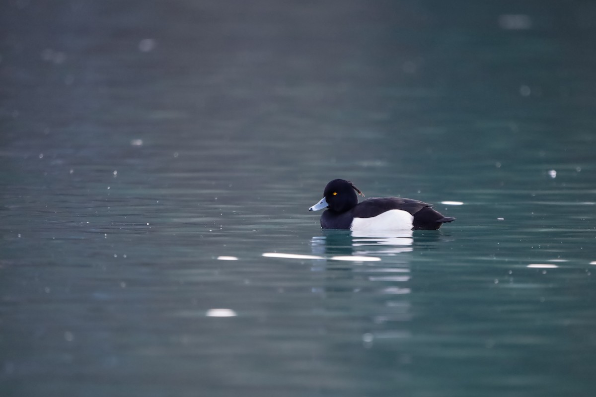 Tufted Duck - ML645721769