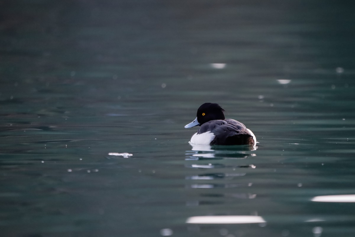 Tufted Duck - ML645721770