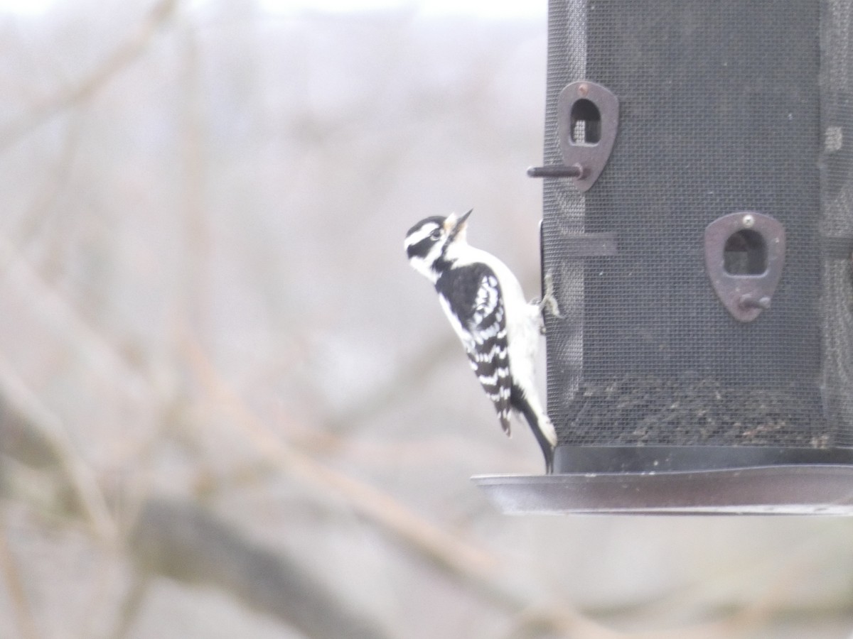 Downy Woodpecker - ML645721772