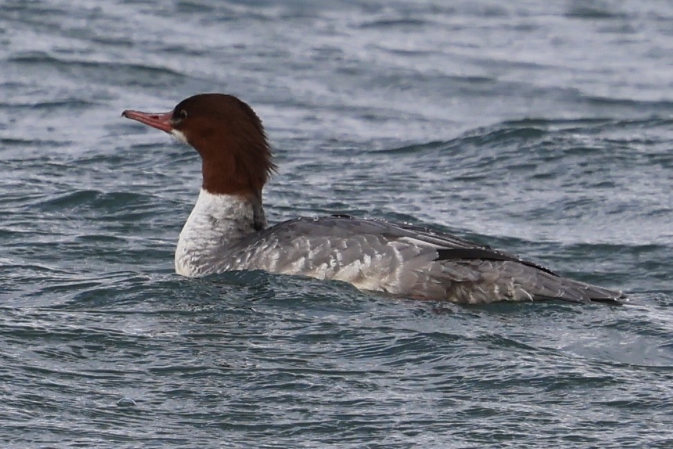 Common Merganser - ML645721777