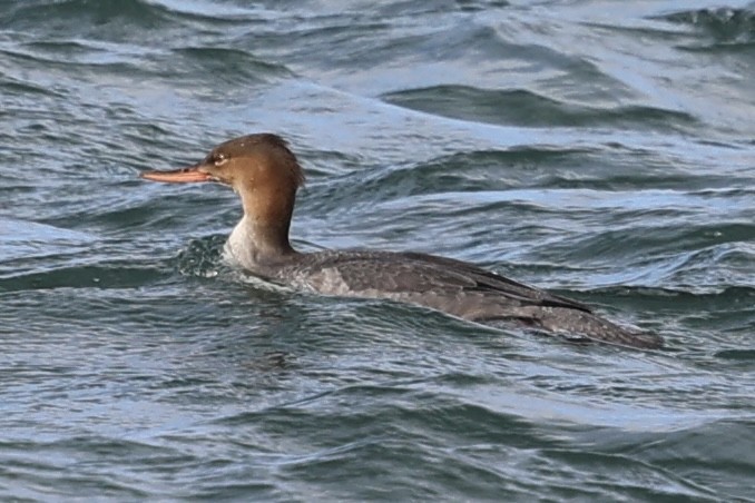Red-breasted Merganser - ML645721788