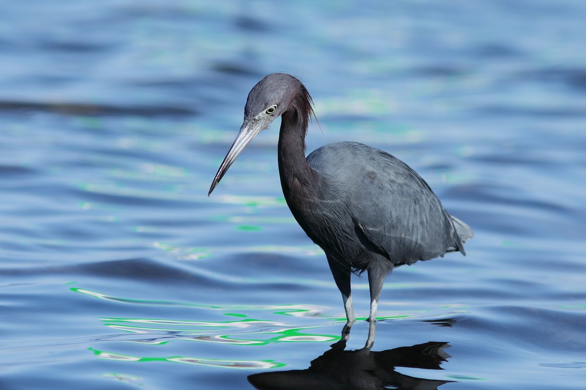 Little Blue Heron - ML645721793