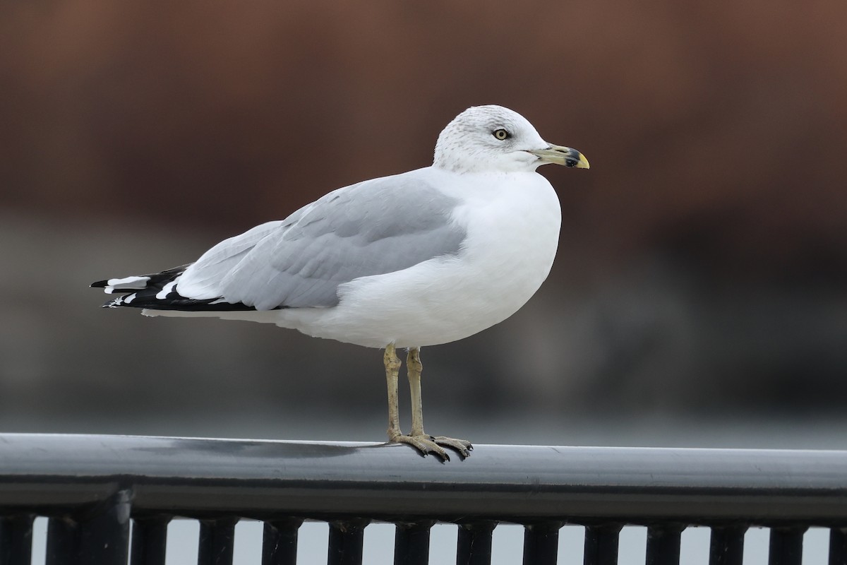 Ring-billed Gull - ML645721795