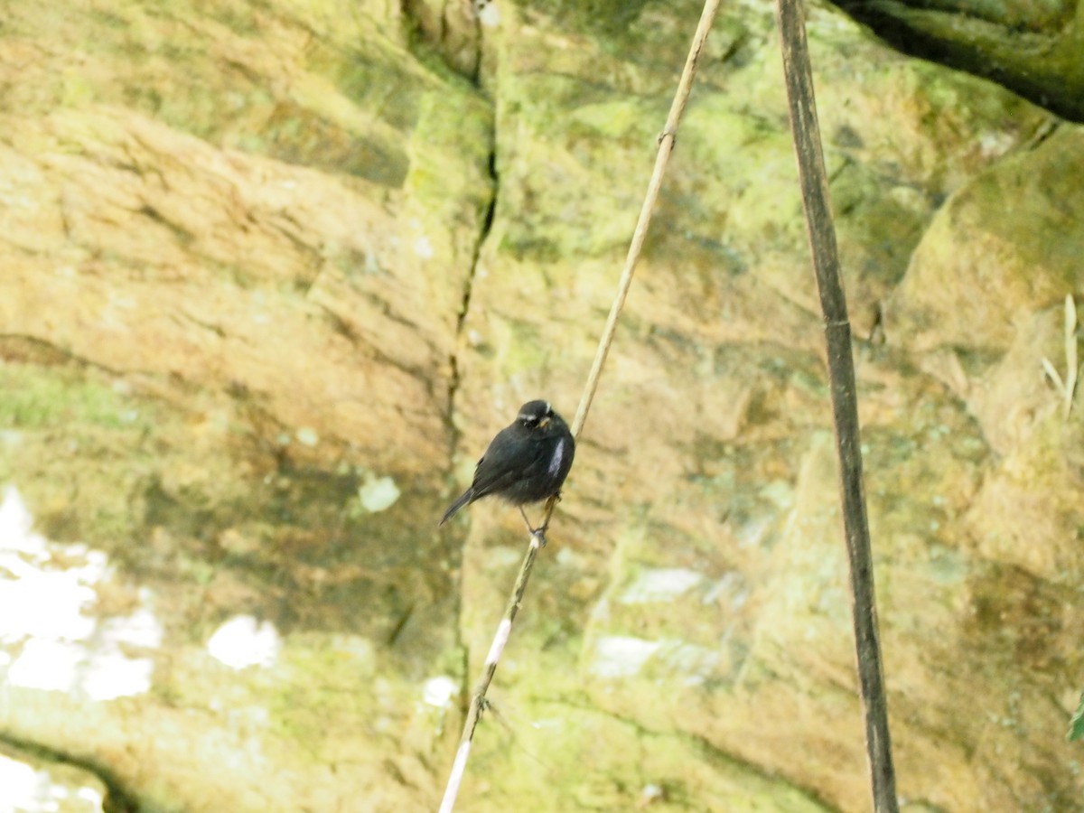 Blackish Chat-Tyrant - ML645721798