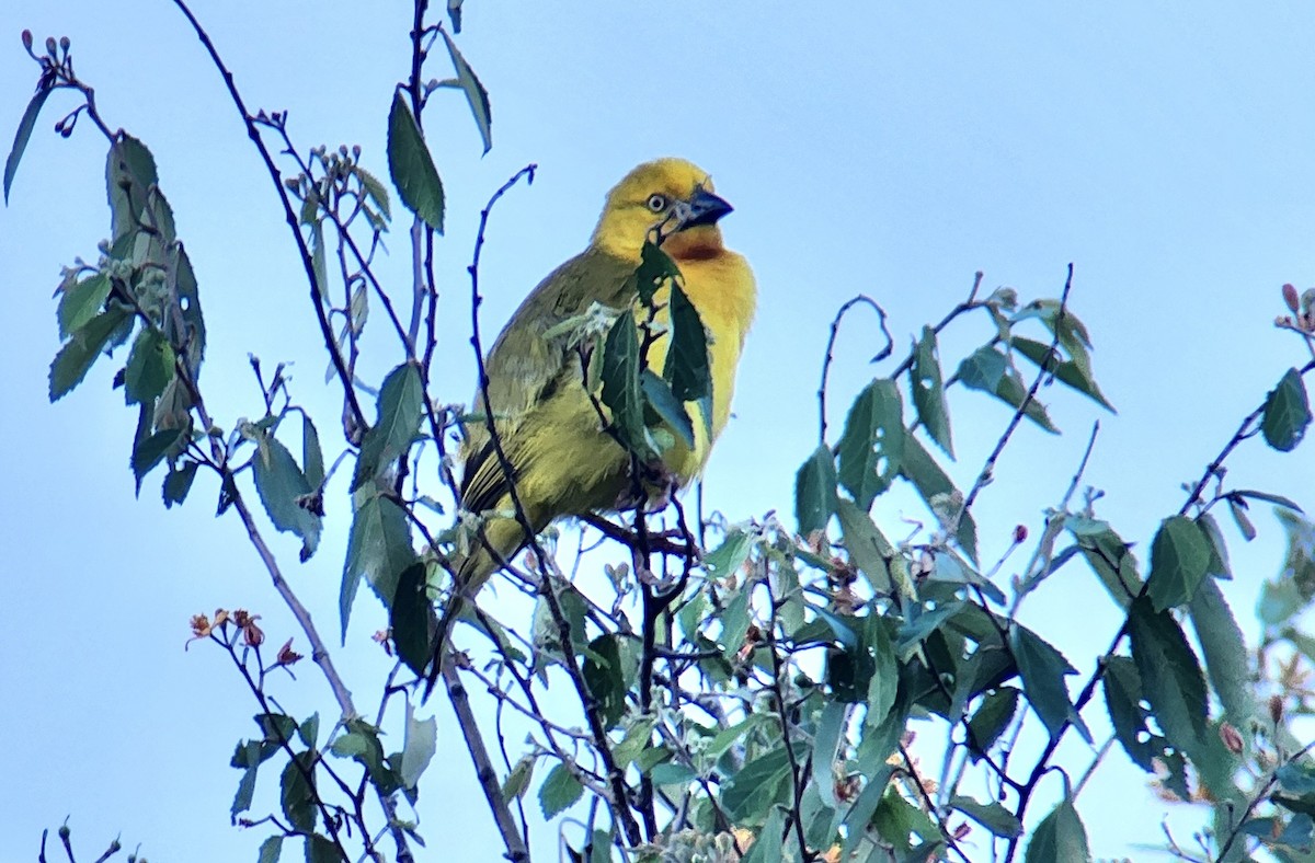 Holub's Golden-Weaver - ML645721802