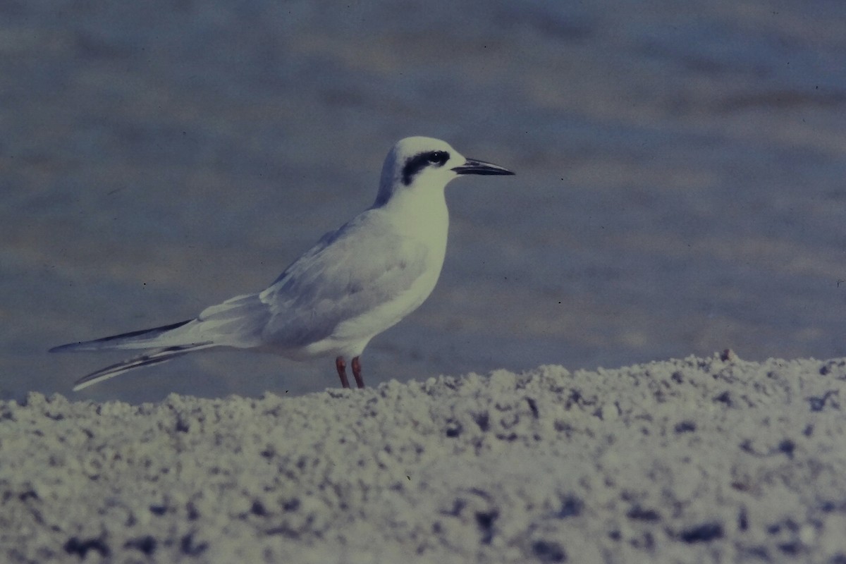 Forster's Tern - ML645721810