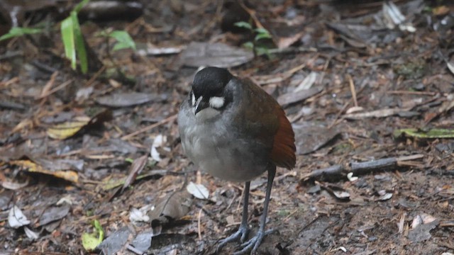 Jocotoco Antpitta - ML645721812