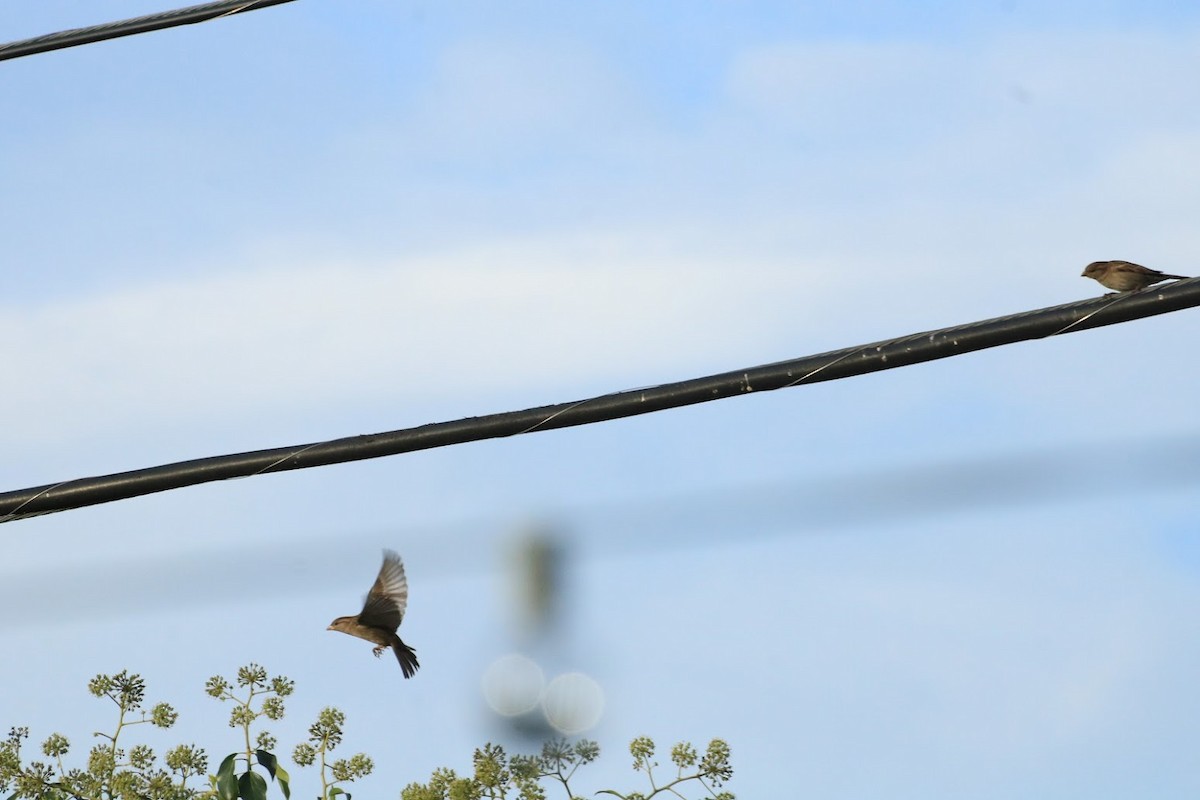 House Sparrow - ML645721813