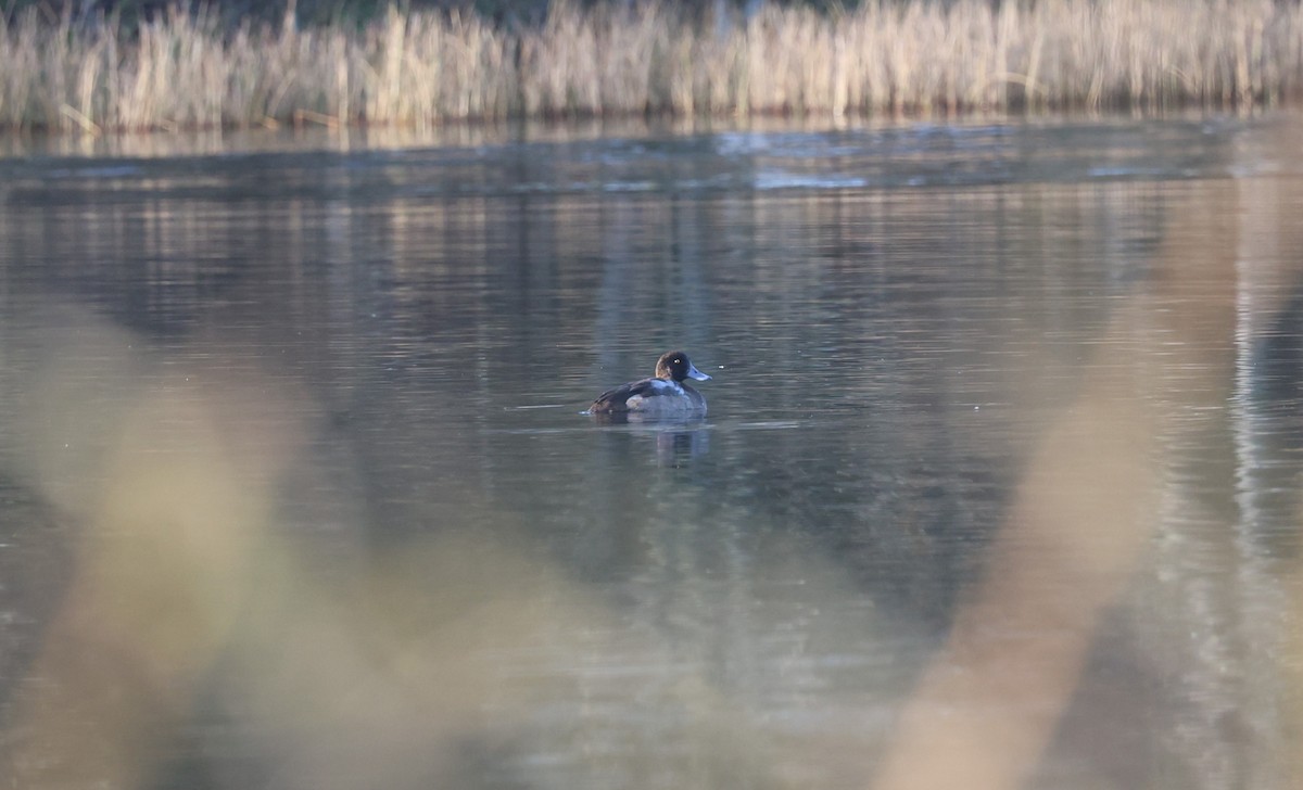 Greater Scaup - ML645721814