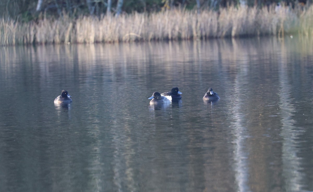 Greater Scaup - ML645721816