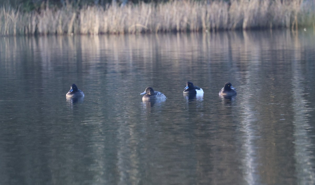 Greater Scaup - ML645721817