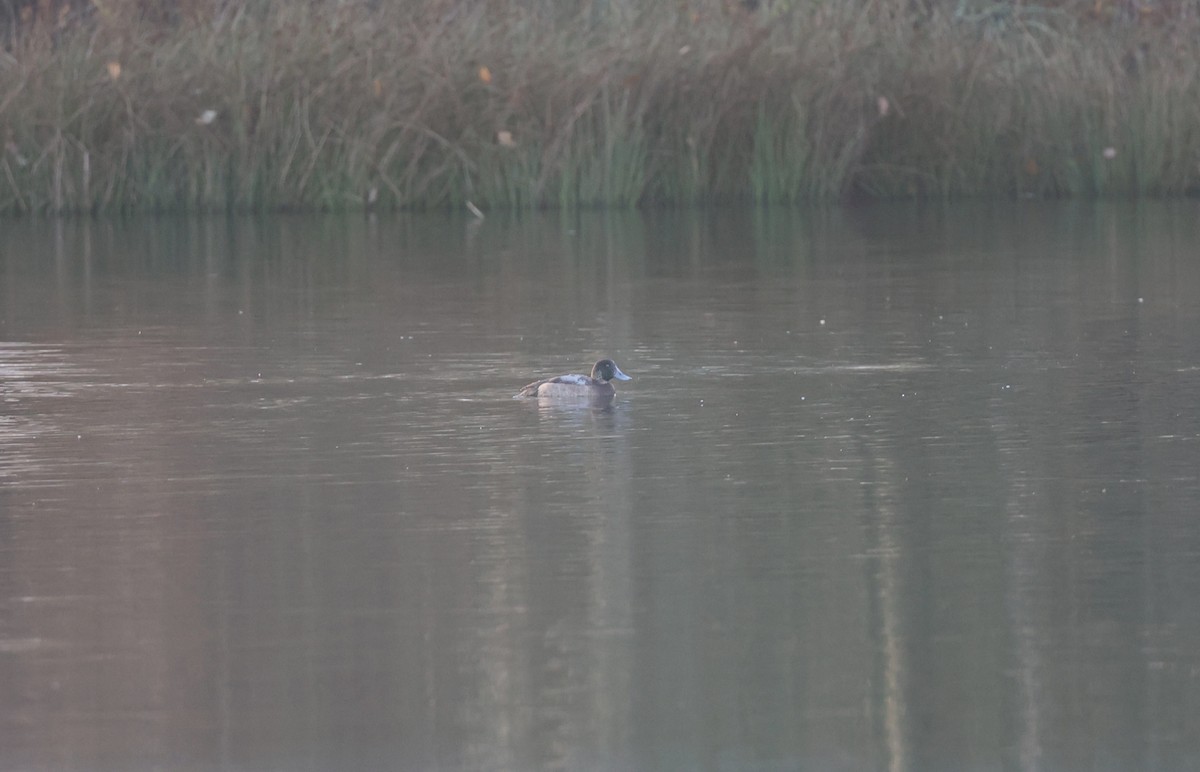 Greater Scaup - ML645721818
