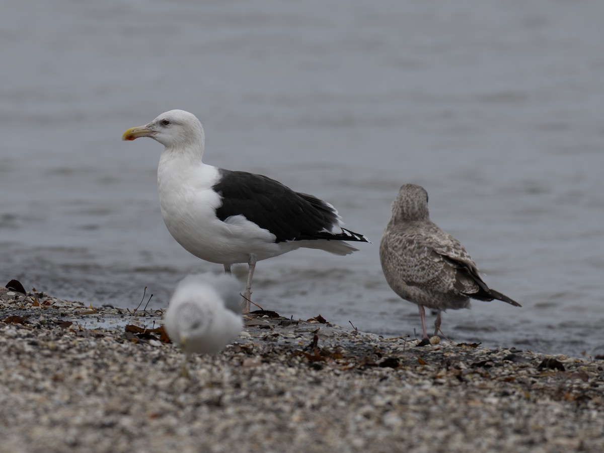 Great Black-backed Gull - ML645721820
