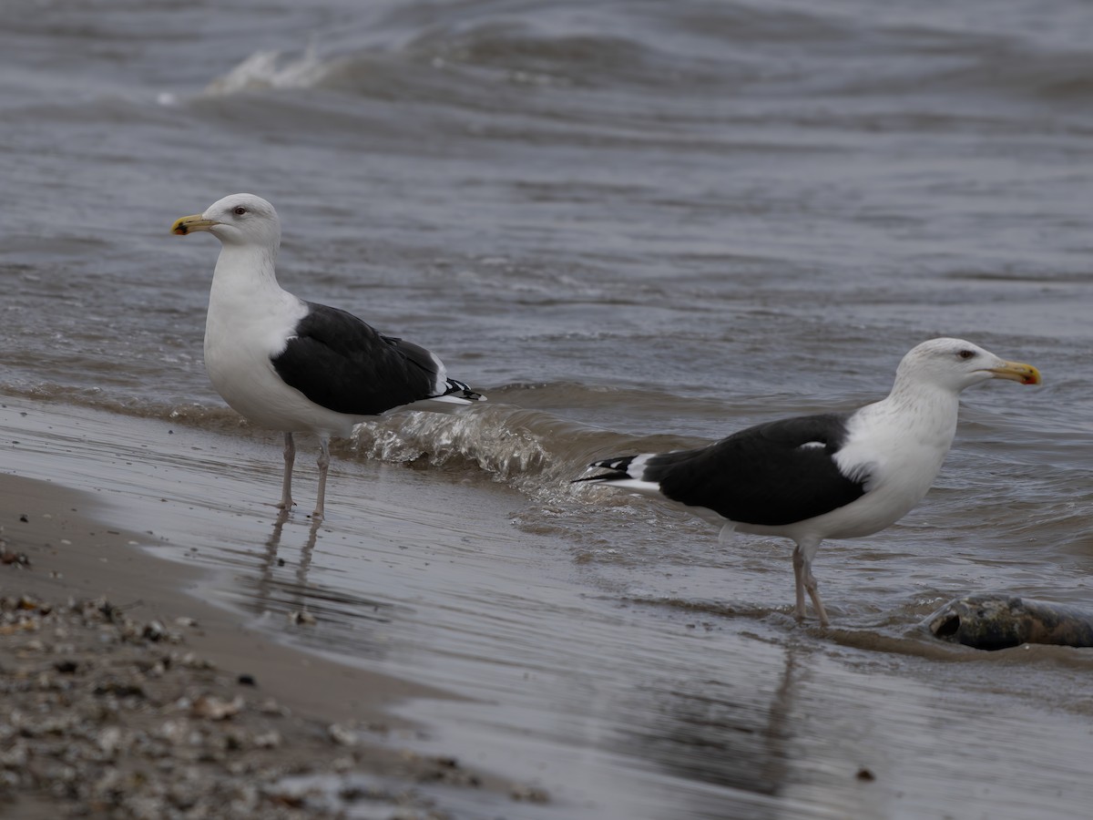 Great Black-backed Gull - ML645721821