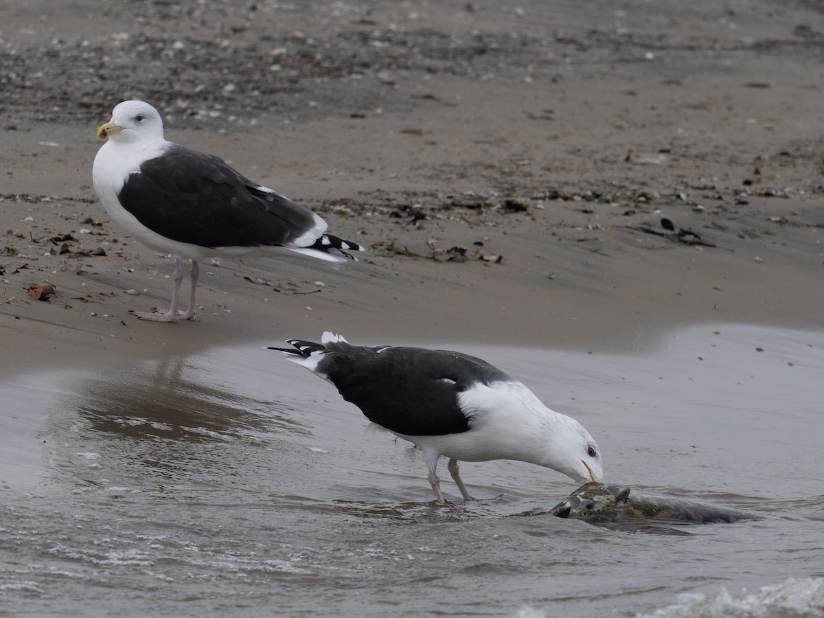 Great Black-backed Gull - ML645721822