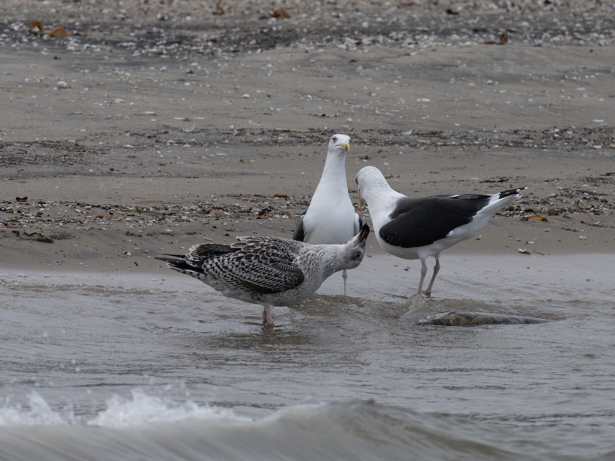 Great Black-backed Gull - ML645721823