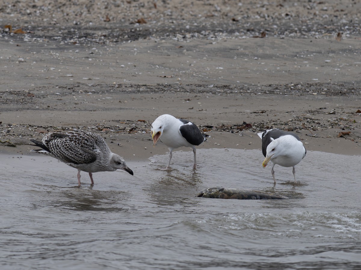 Great Black-backed Gull - ML645721824