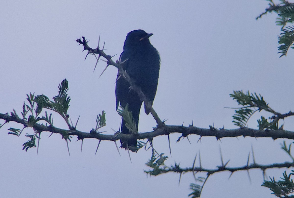 Black Cuckooshrike - ML645721825
