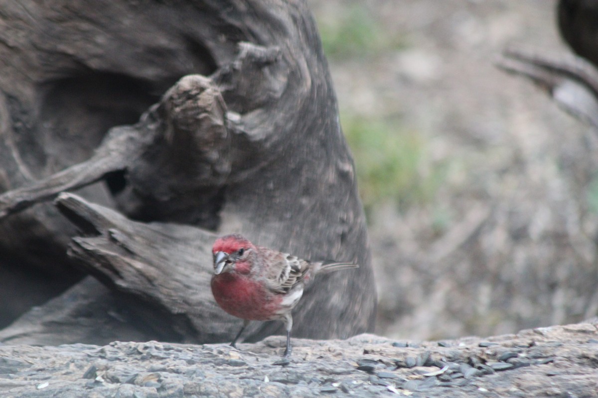 House Finch - ML645721826