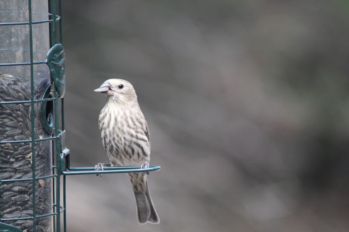 House Finch - ML645721827