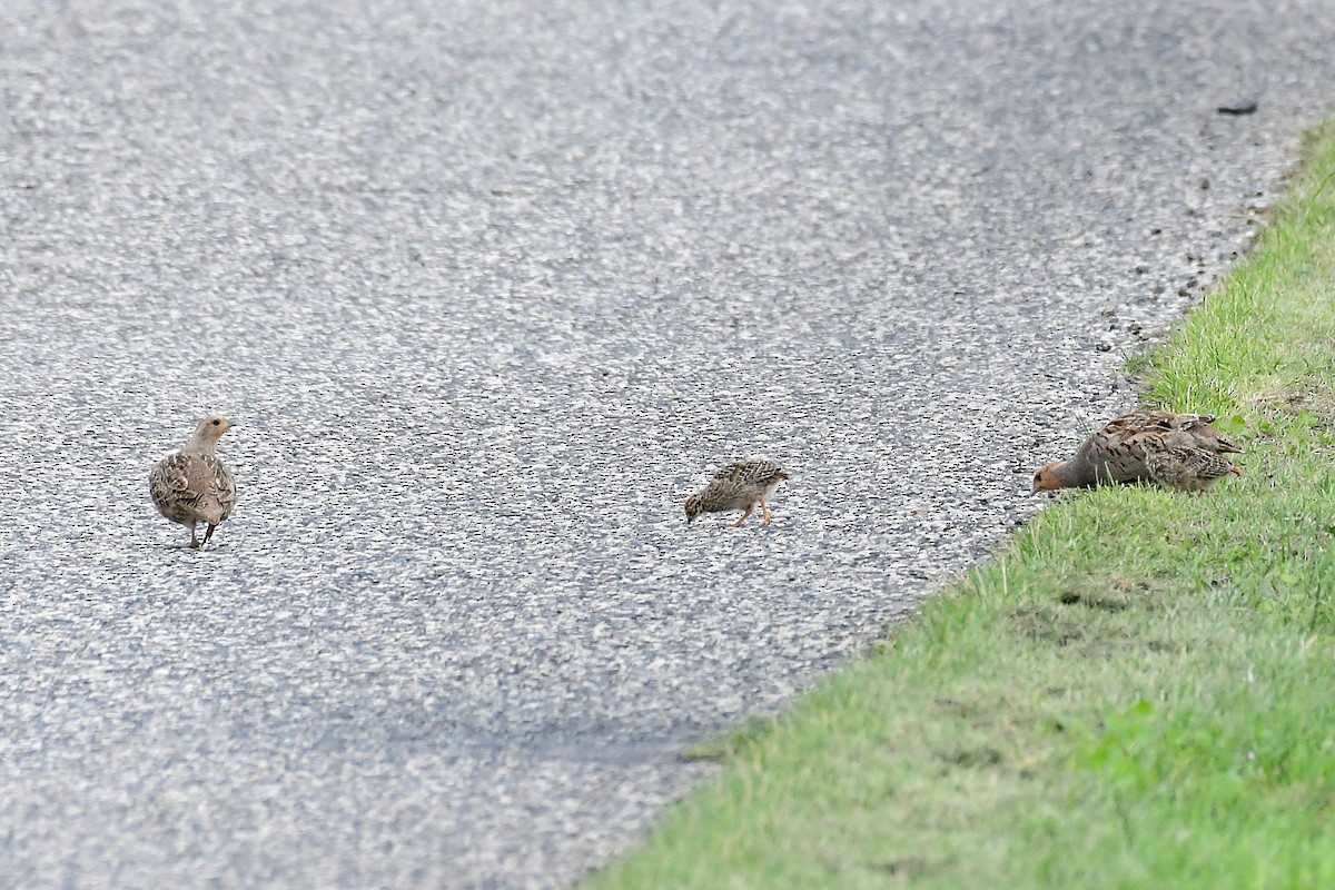 Gray Partridge - ML645721828