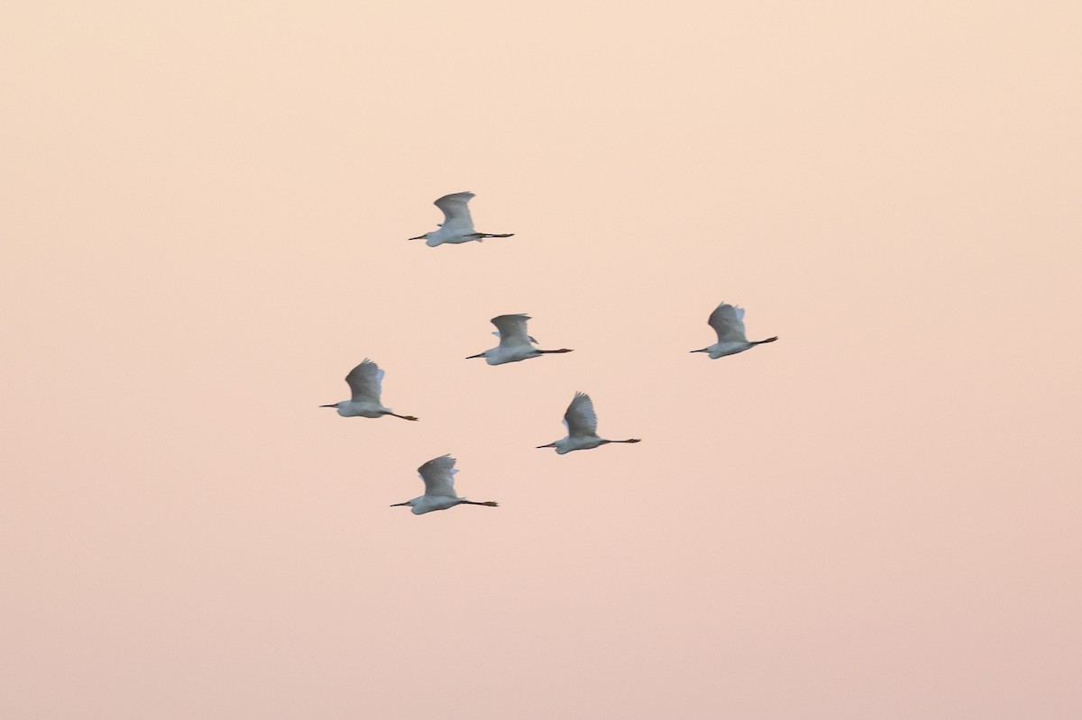 Snowy Egret - ML645721829